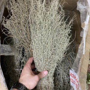 Полынь лимонная