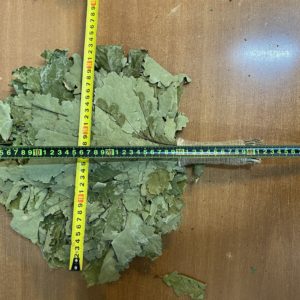 Веник Дуб Кавказ Экспресс