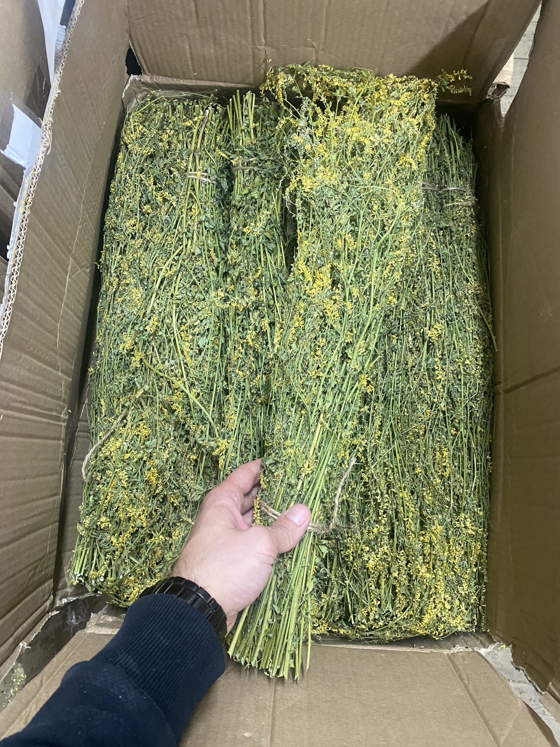 Травы для бани донник